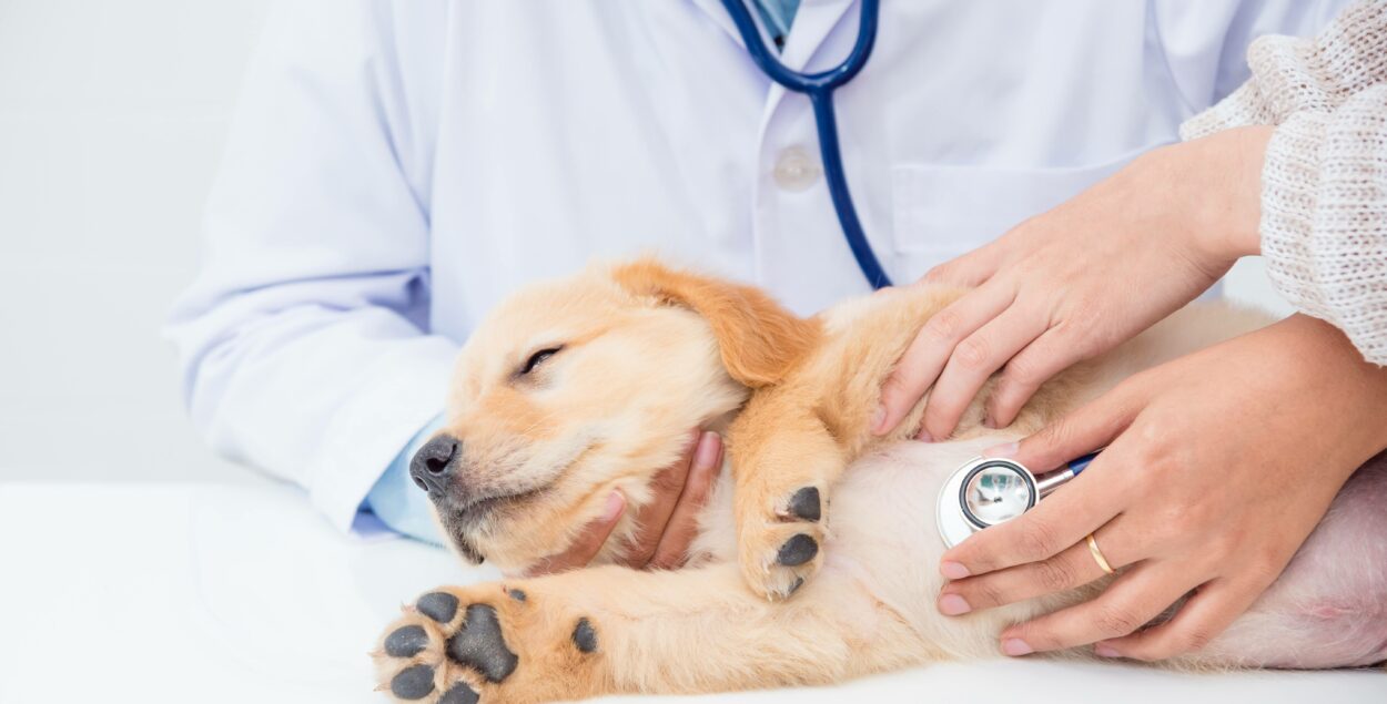 Dog probiotic – when is it worth giving and which one to choose?