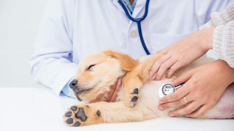 Closeup,Shot,Of,Veterinarian,Hands,Checking,Dog,By,Stethoscope,In