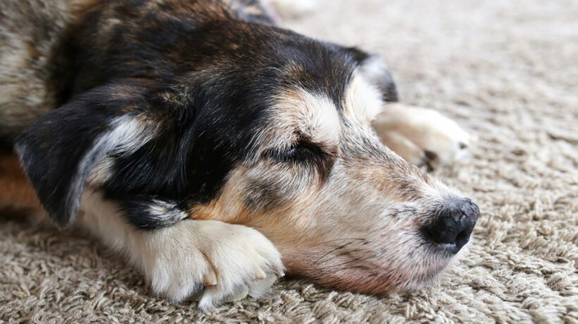 Sleepy Senior Pet Dog Resting in his Old Age