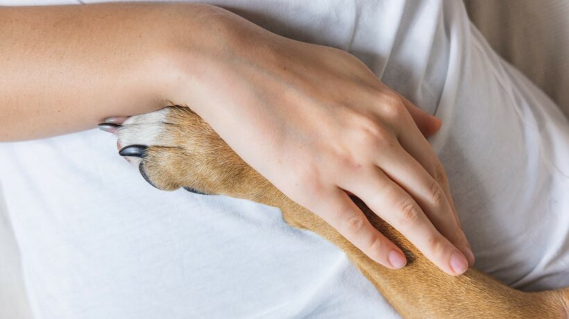 Human hand holds dog's paw. Concept of therapy dog, pets helping people with mental or physical conditions of feeling the human's pain