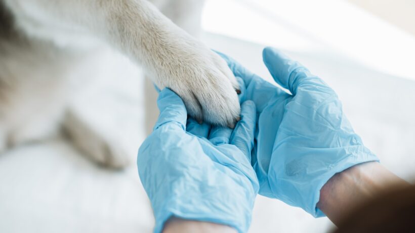 cropped image of veterinarian in latex gloves examining dog paw