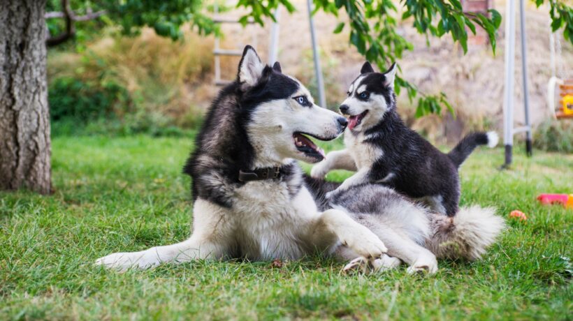 Siberian husky dog is playing with husky puppy on green grass. T