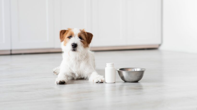 Cute jack russel dog laying by bowl and supplements