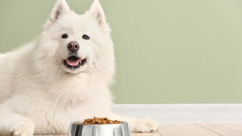 Cute Samoyed dog and bowl with food near color wall