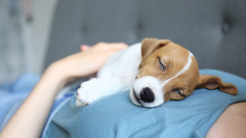 The cuttest two months old Jack Russel terrier puppy named Maisie sleeping on young woman's chest. Small adorable doggy w/ funny fur stains resting with owner on couch. Close up, copy space background
