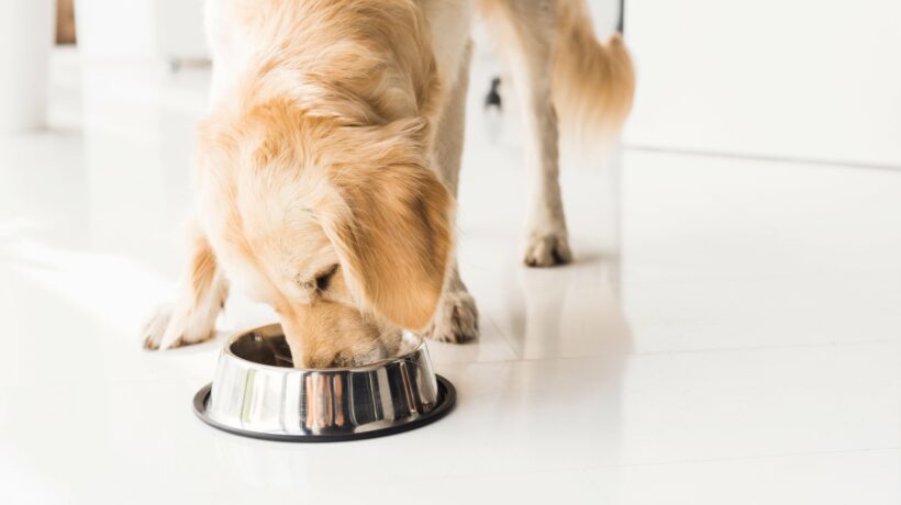 golden retriever eating dog food from metal bowl