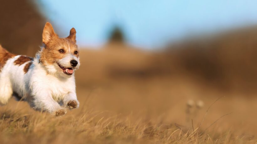 Verspielter glücklicher niedlicher lächelnder Hund Welpe rennt, springt ins Gras. Web-Banner.