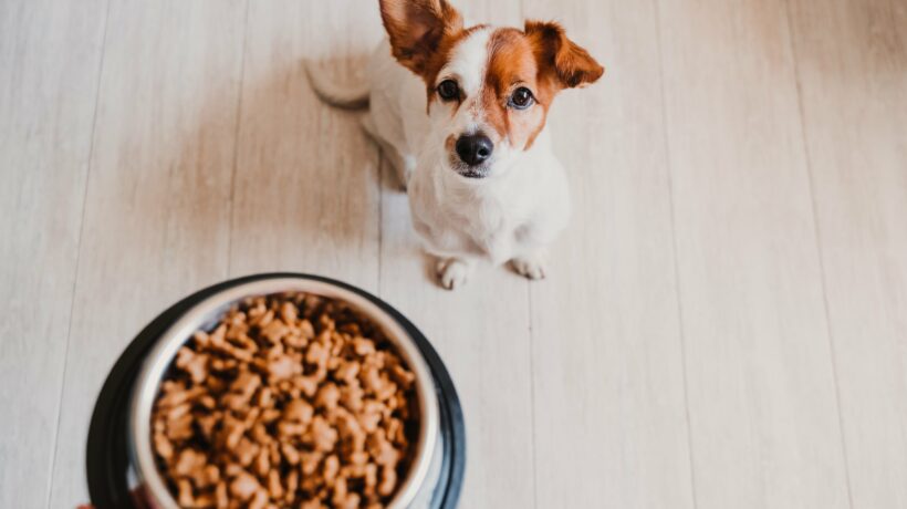 cute small jack russell dog at home waiting to eat his food in a