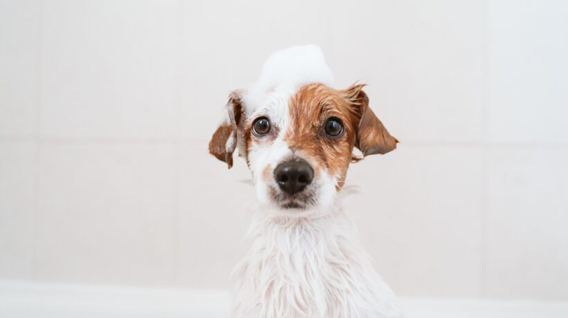 cute lovely small dog wet in bathtub, clean dog with funny foam