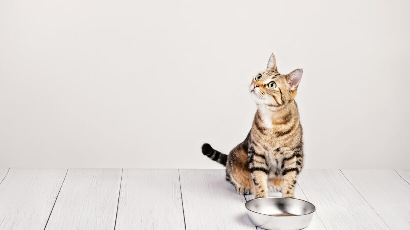 Hungry domestic tabby cat sitting by food dish