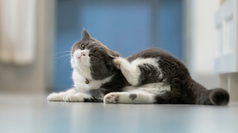 British shorthair cat scratching on the floor