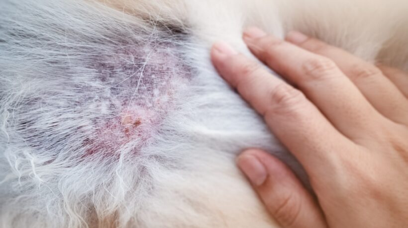 The Dermatitis in dog,show disease on dog skin