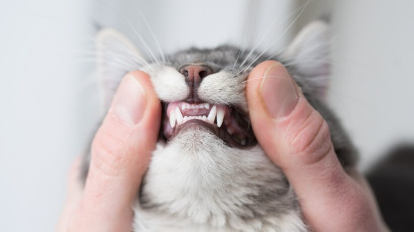 blue tabby maine coon kitten showing baby teeth holded by human hands