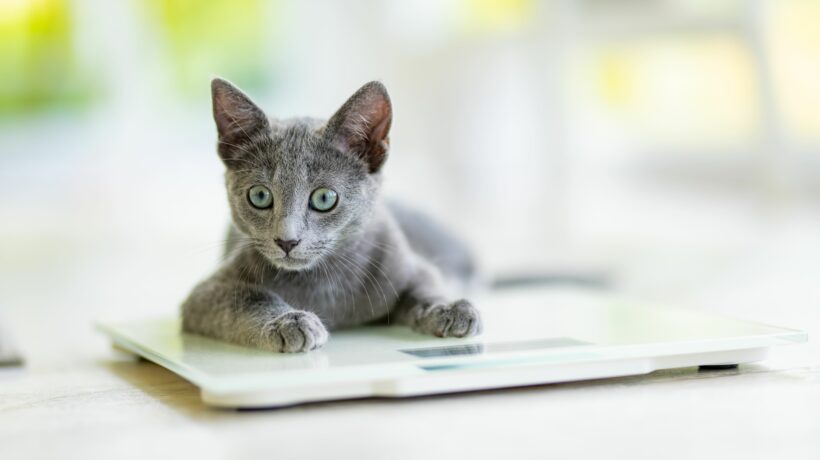 Young playful Russian Blue kitten playing on a weight scale. Gorgeous blue-gray cat with green eyes.