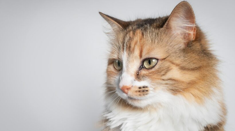 Cat with teary eye on grey background. Side profile cat with one eye glassy, teary and discolored. Conjunctivitis, feline herpes virus or allergy. Long hair calico or torbie kitty. Selective focus.