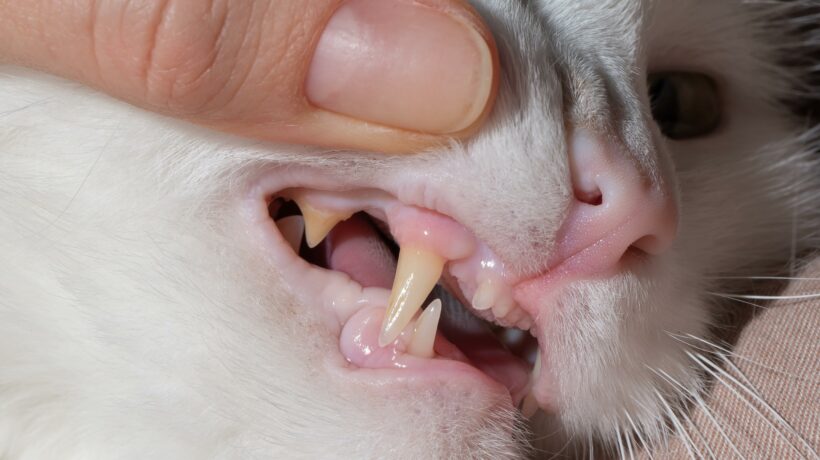 Close-up of feline fangs. A woman checks the teeth of a pet.