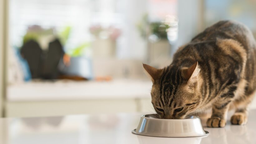 Beautiful feline cat eating on a metal bowl. Cute domestic anima