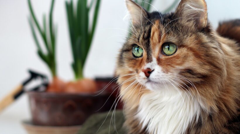 Beautiful old domestic cat with green, smart eyes. Three-color cat's hair: white, red and black