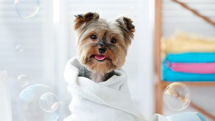 Cute little yorkie dog in a towel after bath