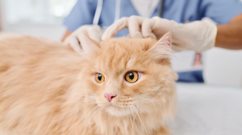 Unrecognizable Doctor Examining Cat