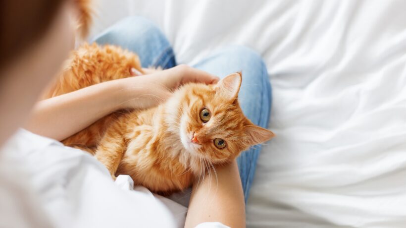 Ginger cat lies on woman's hands. The fluffy pet comfortably settled to sleep.