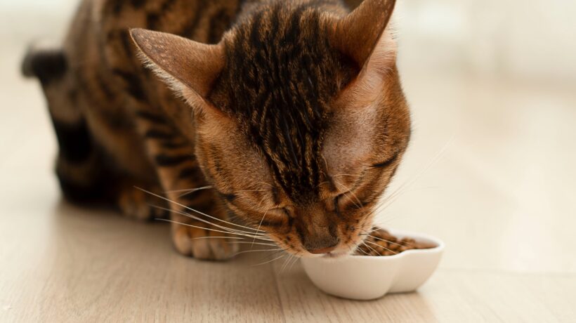 Animal. A beautiful red-haired domestic Bengal cat eats food from a heart-shaped white plate. Concept. Valentine's Day. Food for cats.