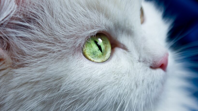 Cat with green eyes