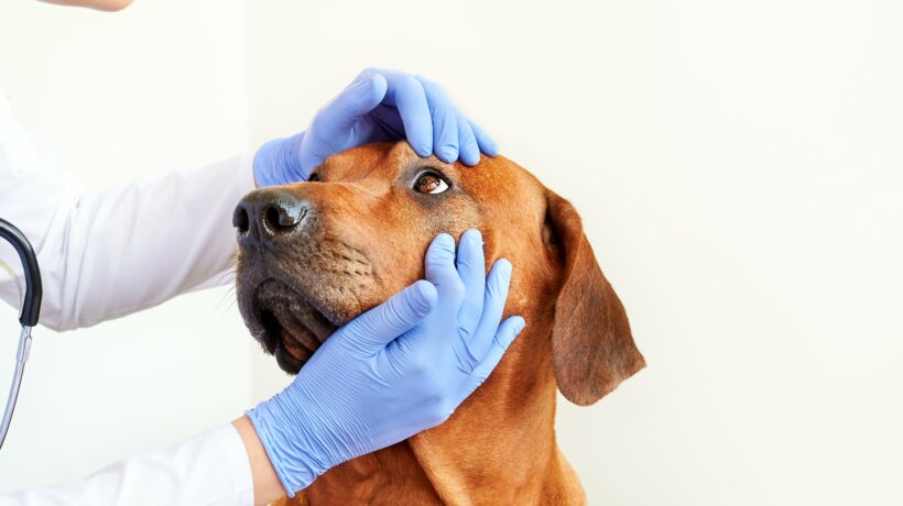 Vet doctor checking dog's eyes