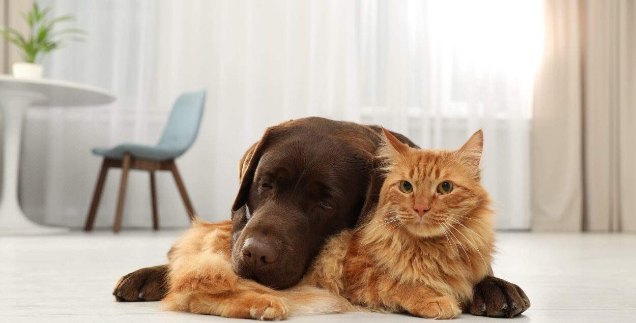 Canine and feline viral diseases that you may encounter
