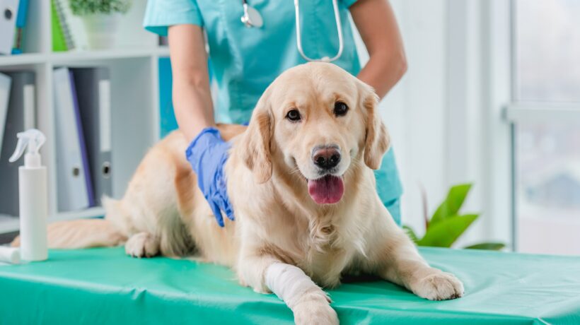 Golden,Retriever,Dog,Examination,In,Veterinary,Clinic