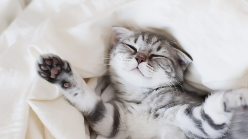 Scottish fold kitten playing in bed
