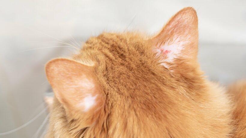 Cat ears with fungal lesions have a wound from an infection must be treated to prevent spread : Cat health and cleanliness