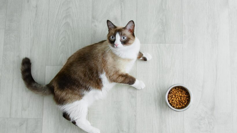 Snowshoe cat breed lying on the floor and  bowl of cat dry food.