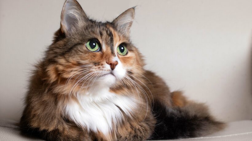 Domestic Long Hair Cat. Close-up of a red cat looking at the camera. A beautiful old cat with green, intelligent eyes. The cat's coat is tricolored
