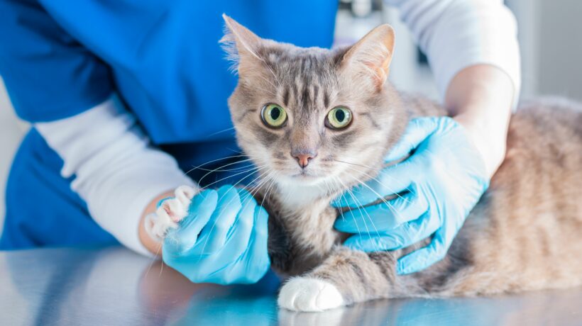 Image of a beautiful cat being examined by a doctor. Veterinary concept.