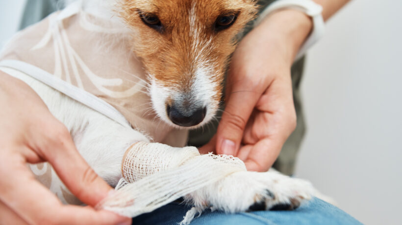 Owner bandages the dog's paw. Pet care. Jack Russell terrier with catheter. Rehabilitation of animal after surgery