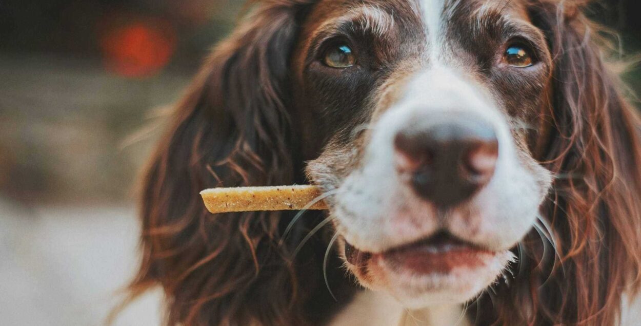 Is play always just play? How should you react on dog encounters during walks? Understand your dog’s behaviour