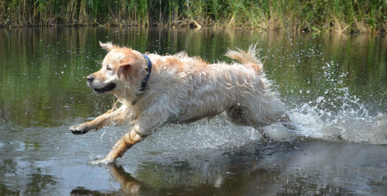 Dog breeds according to FCI. What should you know about your dog?