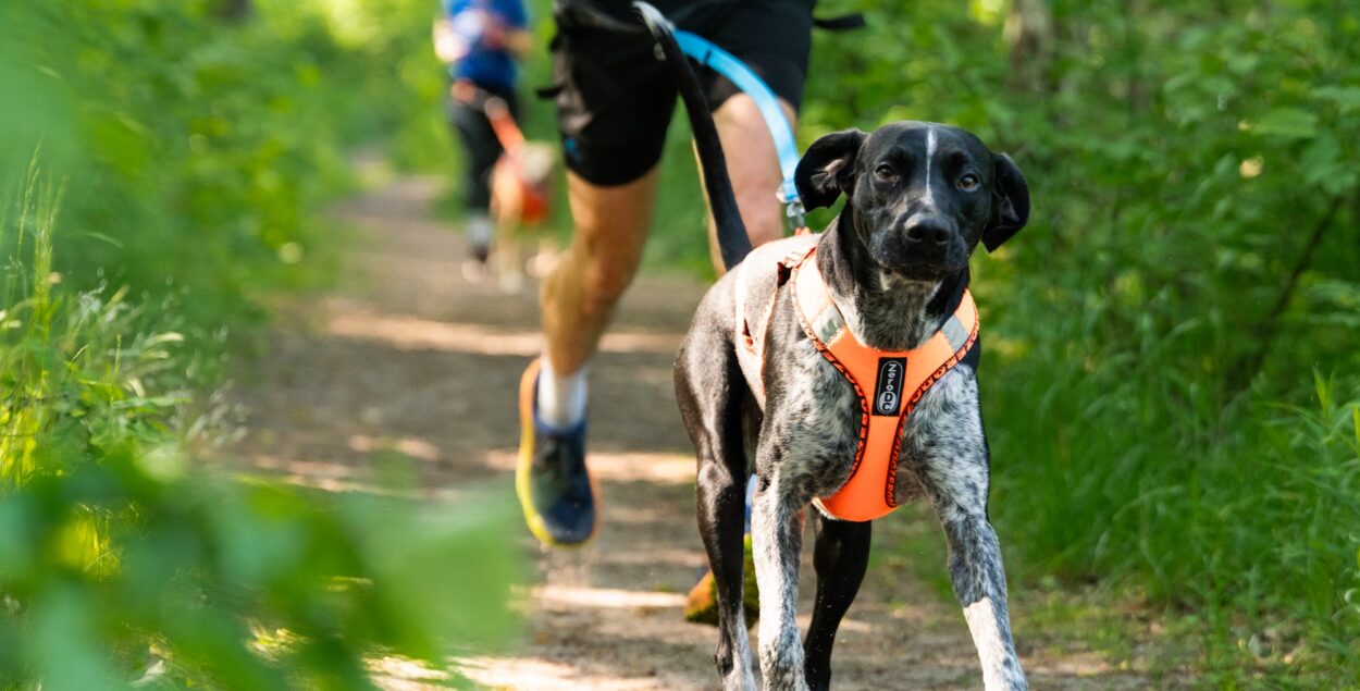 Running – how can I start canicross?